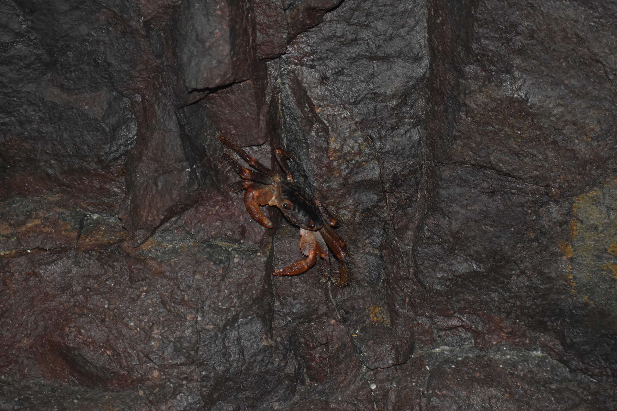 Image of variegate shore crab