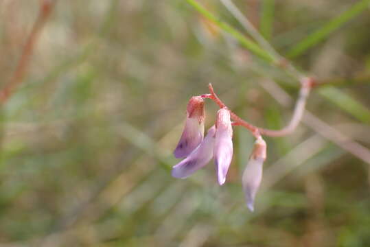 Imagem de Vicia acutifolia Elliott