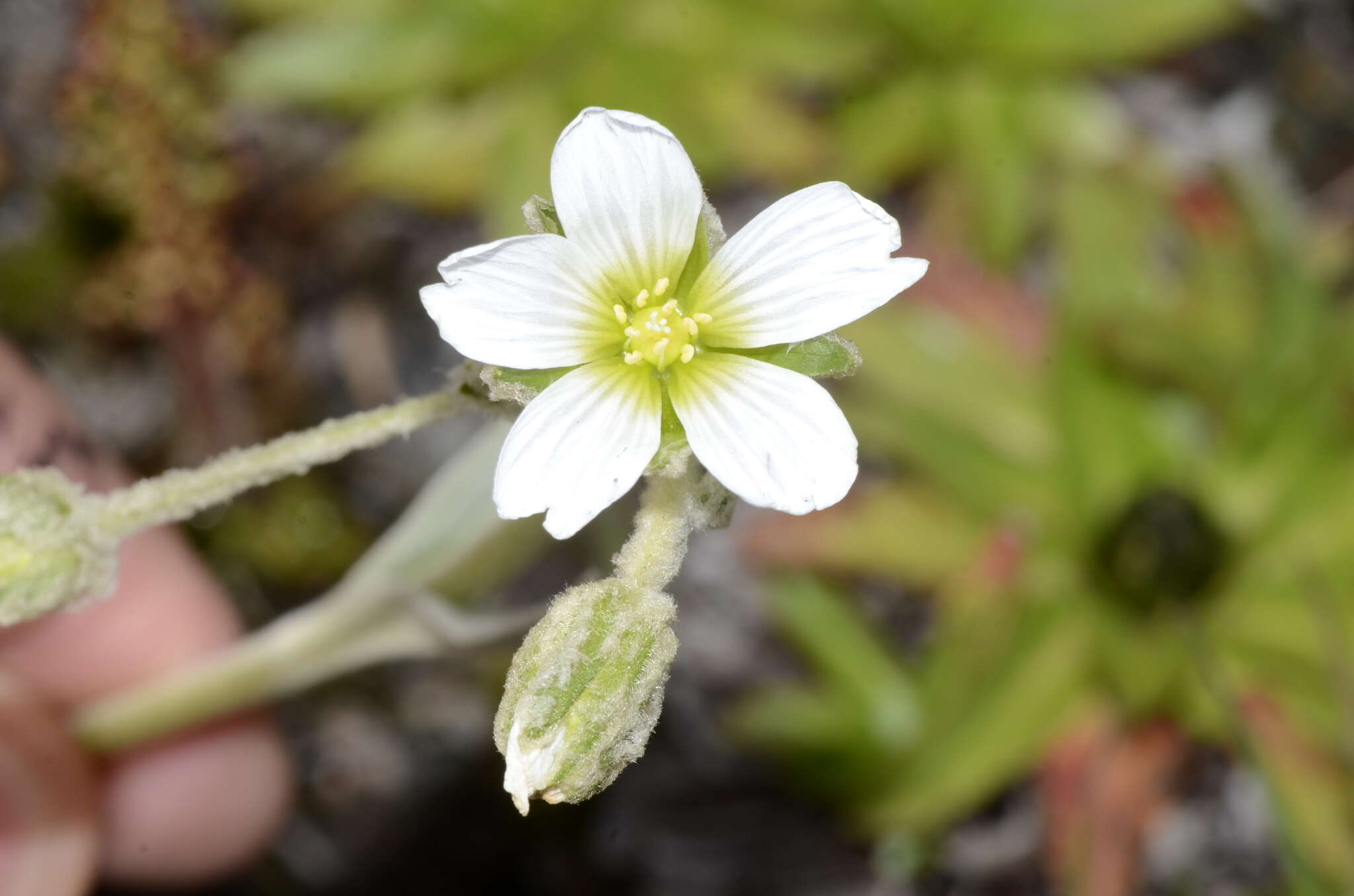 Слика од Cerastium floccosum Benth.