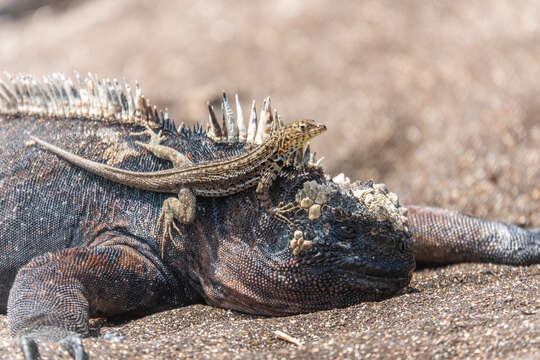 Image of Amblyrhynchus cristatus wikelskii