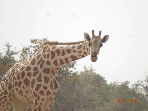 Plancia ëd Giraffa camelopardalis peralta Thomas 1898