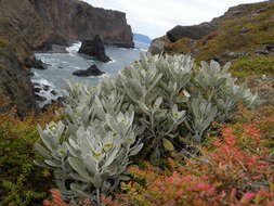 Imagem de Helichrysum obconicum DC.