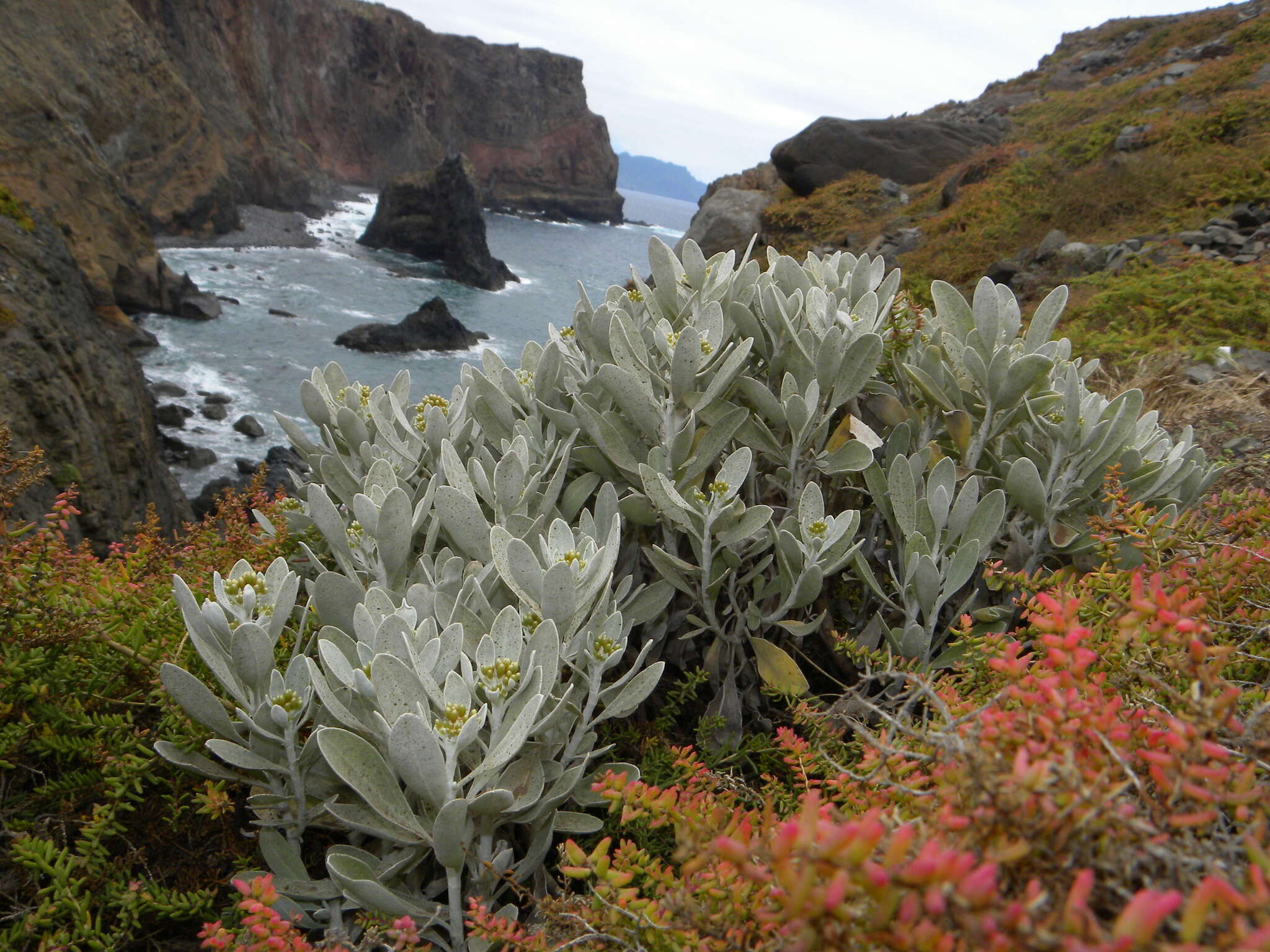 Image of Helichrysum obconicum DC.