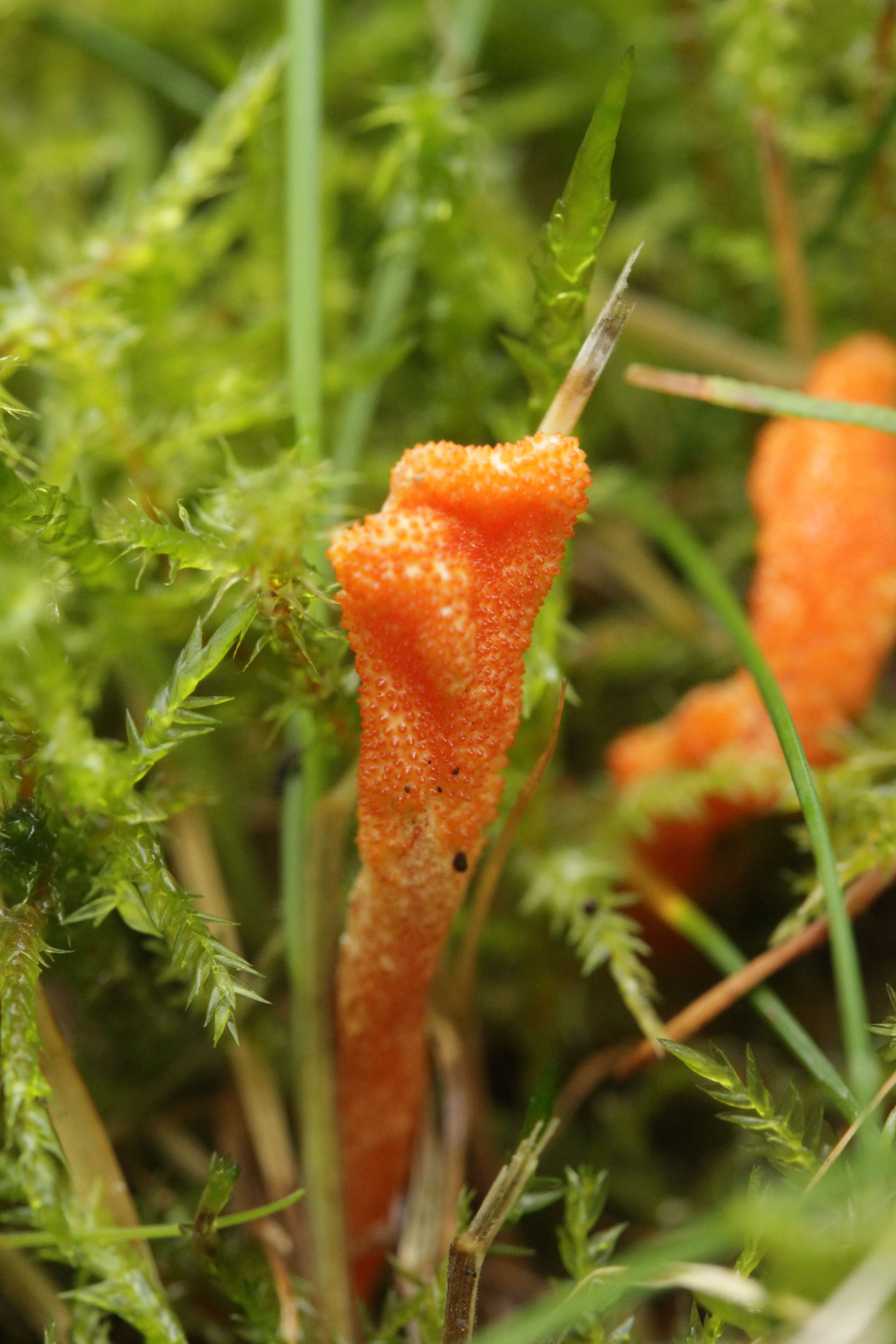 Cordyceps militaris (L.) Fr. 1818 resmi