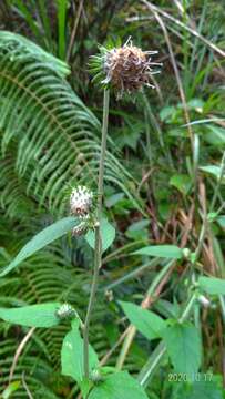 Carduinae resmi