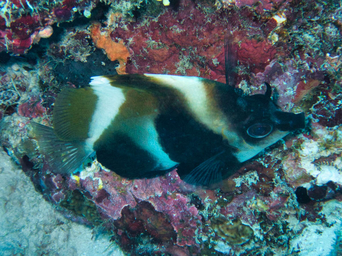 Image of Indian Ocean Bannerfish