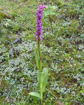 Image of Salam Orchis