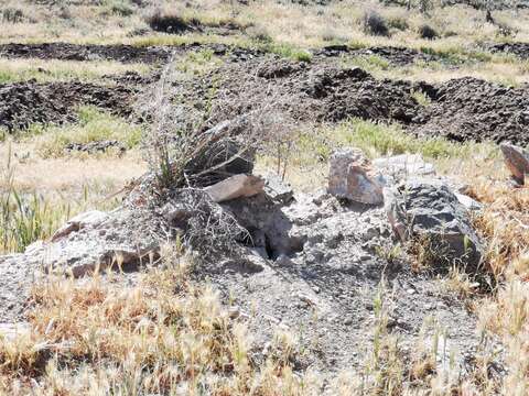 Image of Anatolian ground squirrel