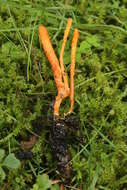 Plancia ëd Cordyceps militaris (L.) Fr. 1818