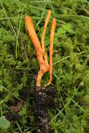 Plancia ëd Cordyceps militaris (L.) Fr. 1818