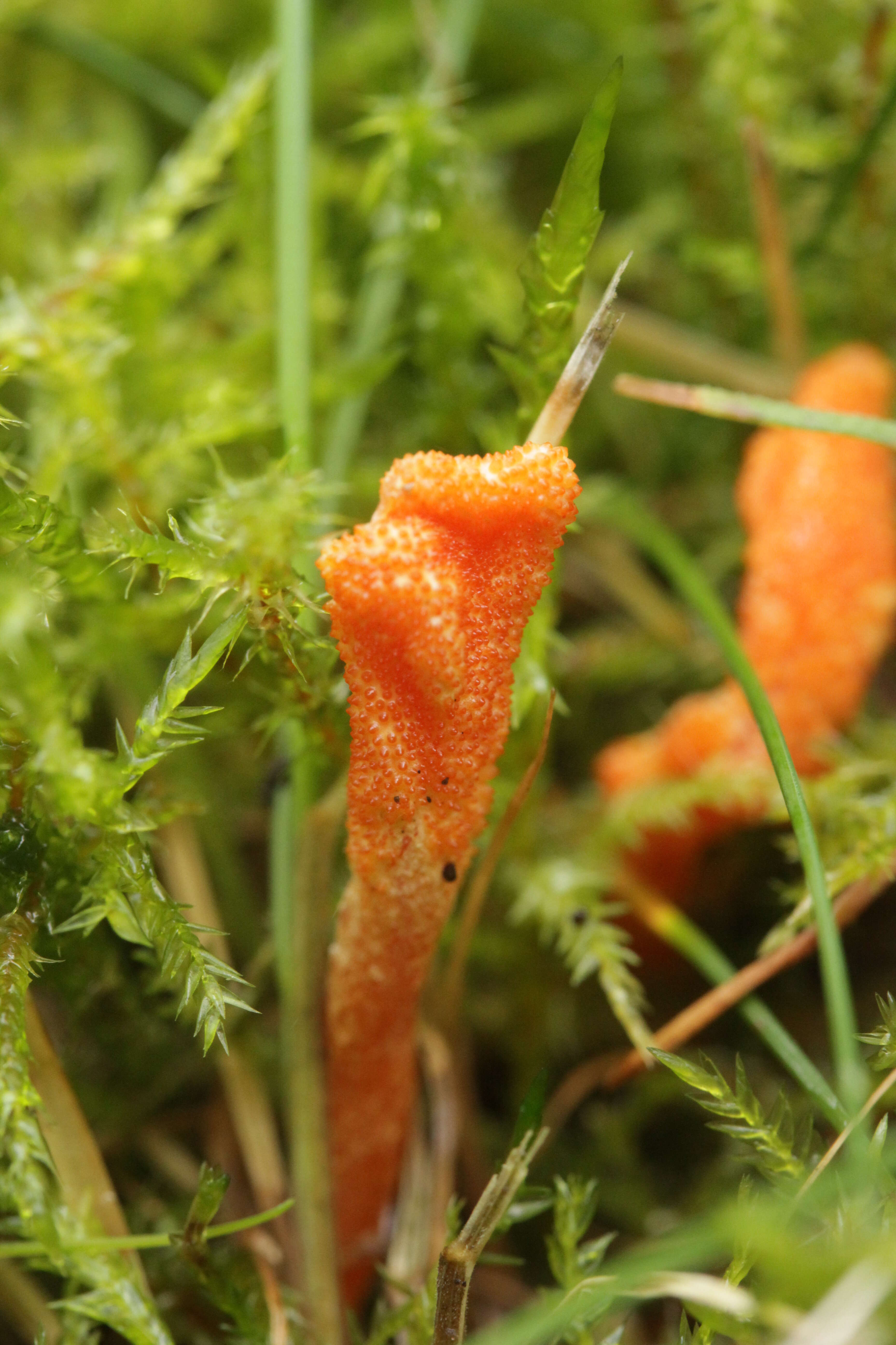 Plancia ëd Cordyceps militaris (L.) Fr. 1818