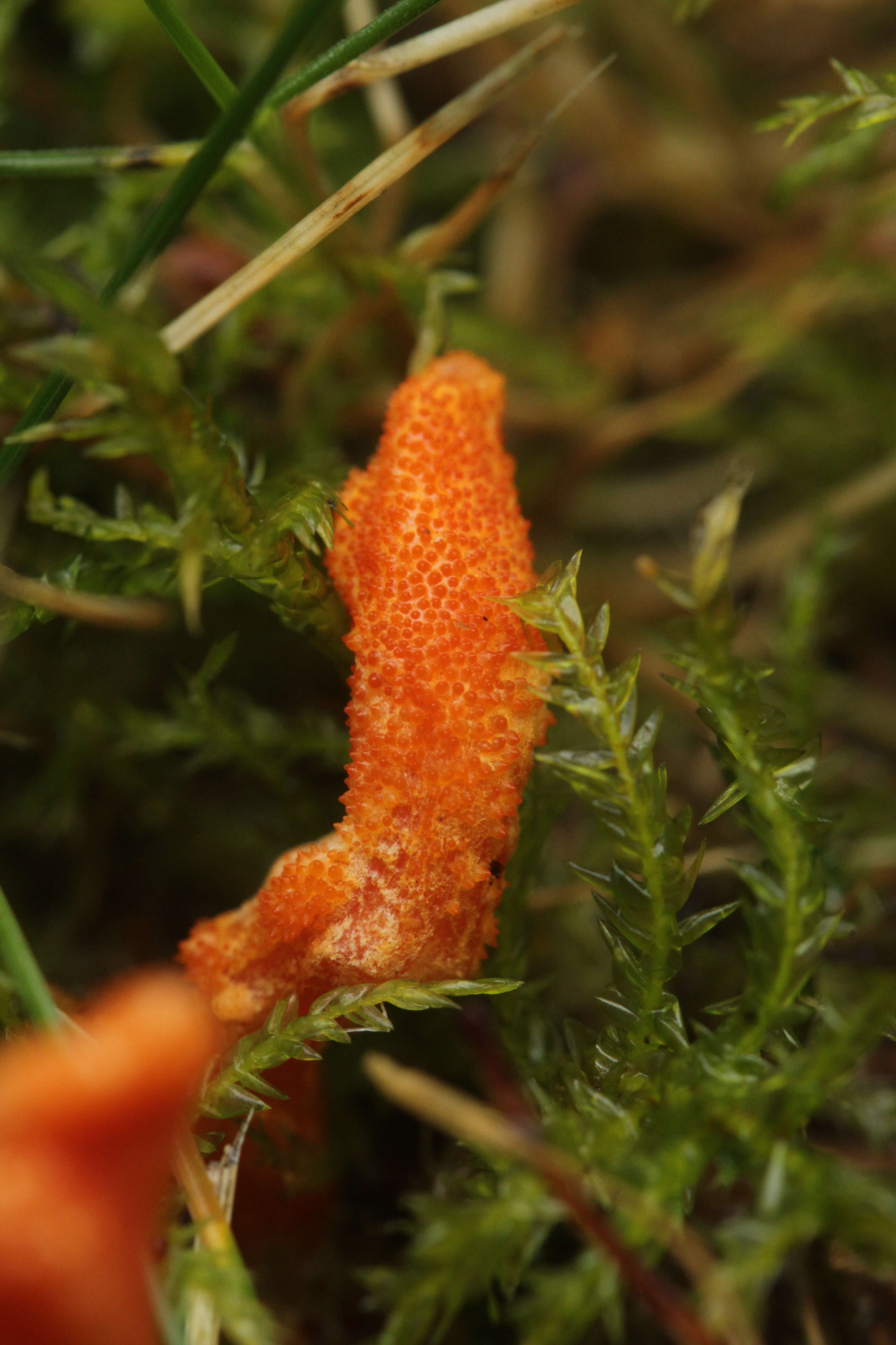 Plancia ëd Cordyceps militaris (L.) Fr. 1818