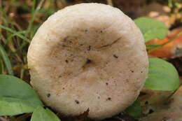 صورة Lactarius pubescens Fr. 1838