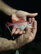 Image of Panamic soldierfish