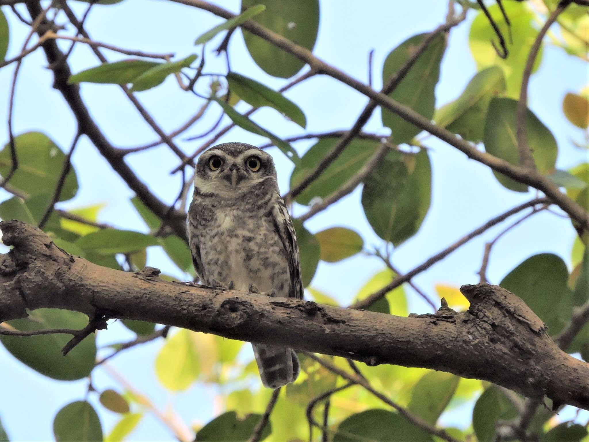 Image of Spotted Owlet