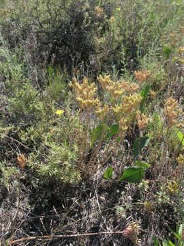 Image of Pseudosedum lievenii (Ledeb.) Berger