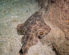 Image of Southern Banded Guitarfish