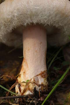 صورة Lactarius pubescens Fr. 1838