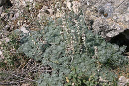 Image of Artemisia pedemontana subsp. assoana (Willk.) Rivas Mart.