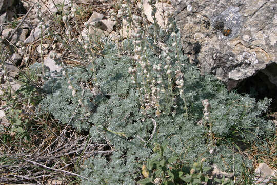 Image de Artemisia pedemontana Balbis