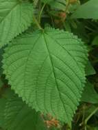 Image of West Indian woodnettle