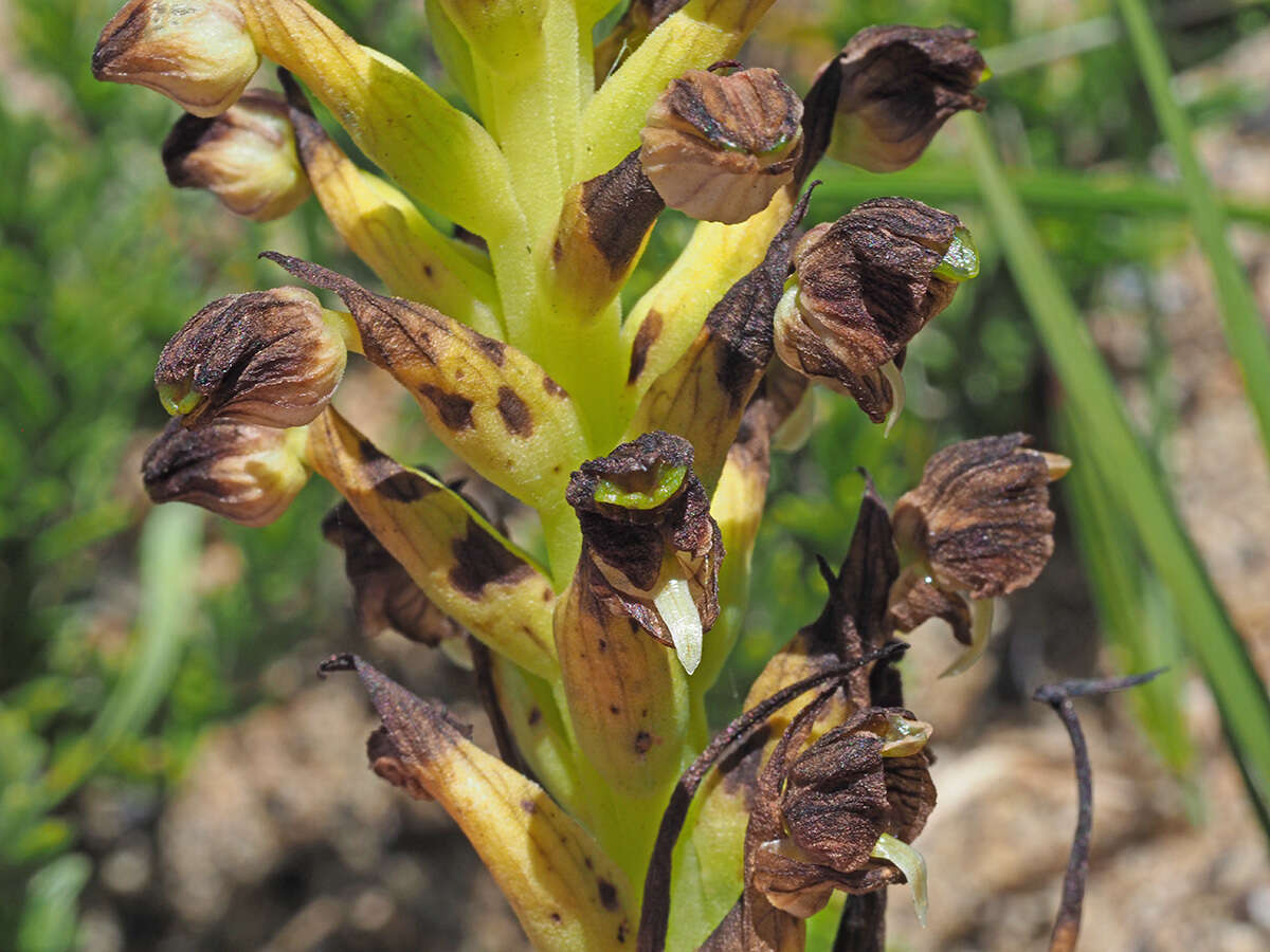 Corycium microglossum Lindl. resmi