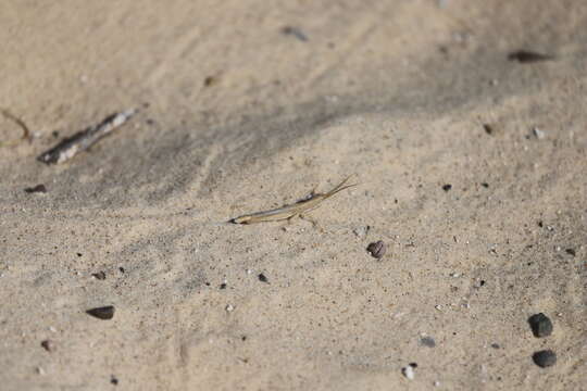 Image of Wyoming Toothpick Grasshopper