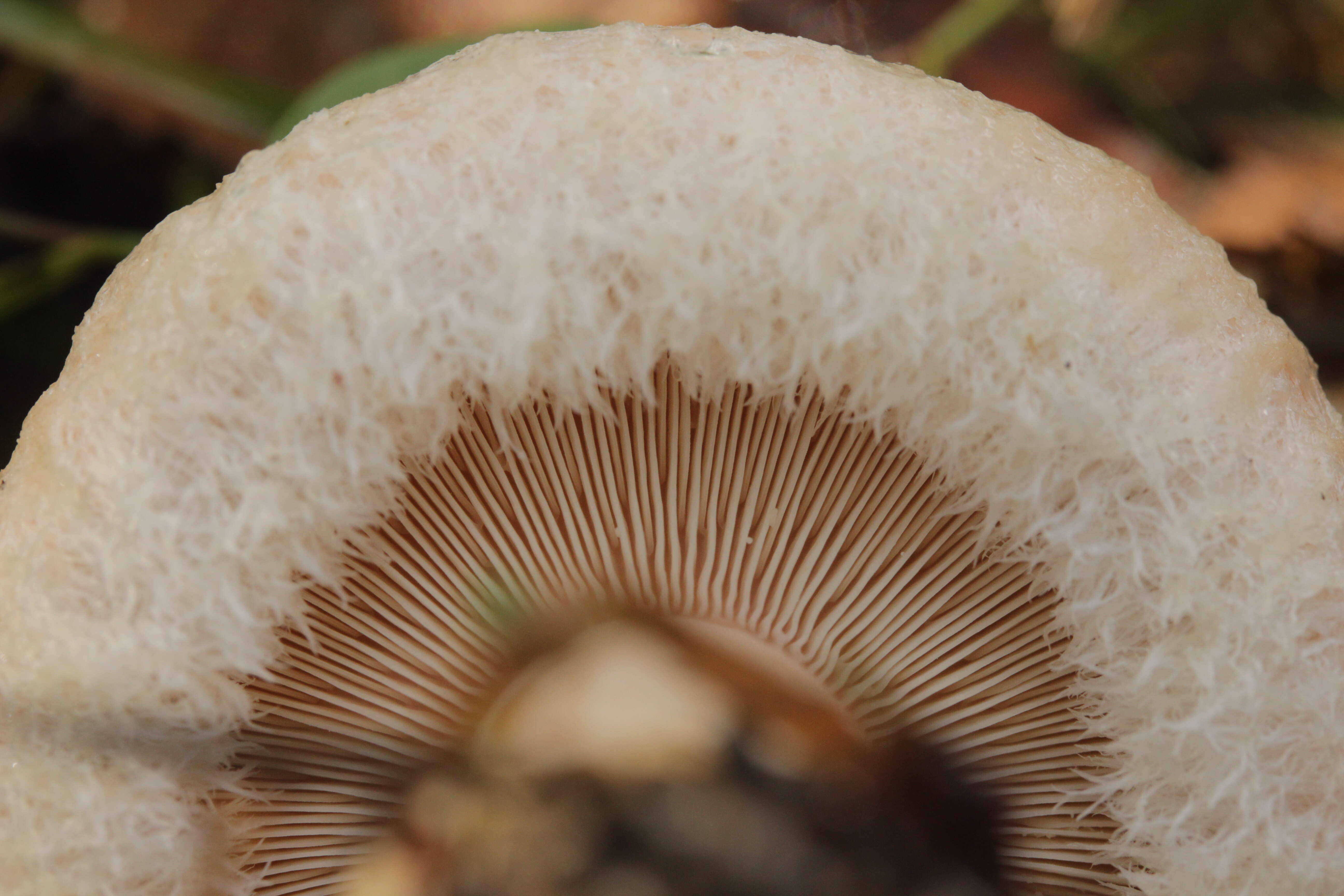 صورة Lactarius pubescens Fr. 1838