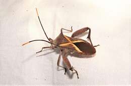 Image of Crusader bug