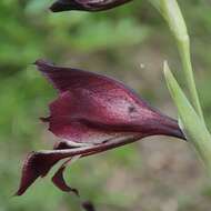 Image of Gladiolus atropurpureus Baker