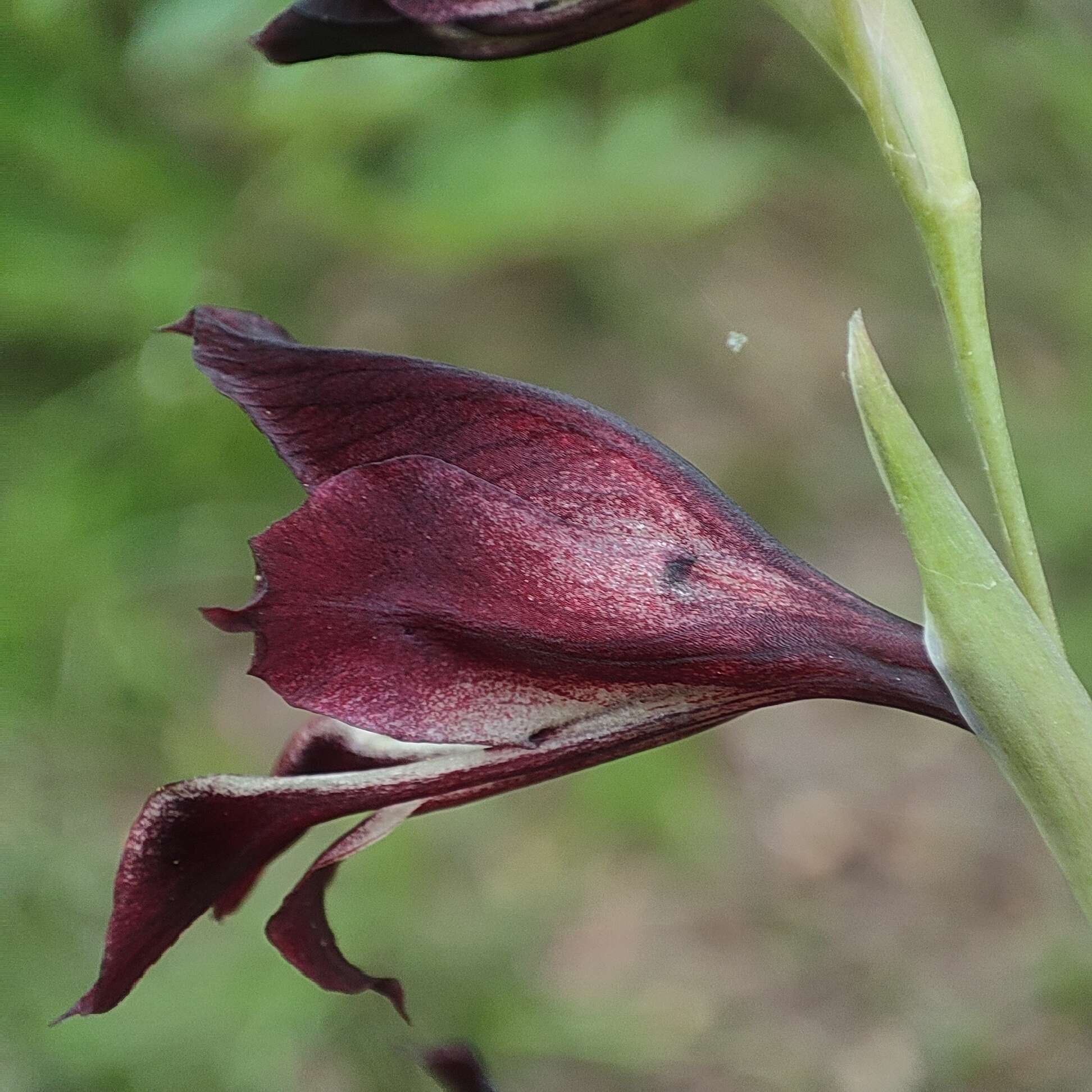 Image of Gladiolus atropurpureus Baker