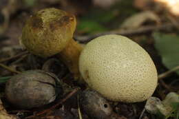 Image of Pseudoboletus parasiticus (Bull.) Šutara 1991