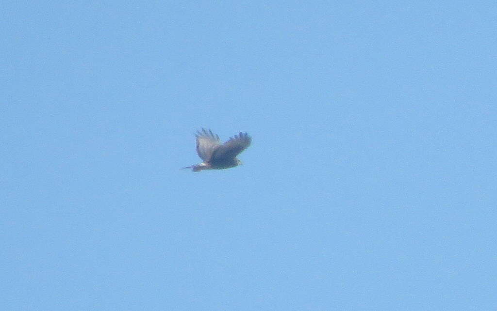 Image of Long-winged Harrier