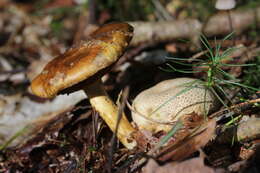 Image of Pseudoboletus parasiticus (Bull.) Šutara 1991