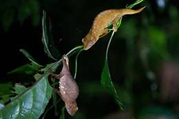 Image of Malawi Stumptail Chameleon