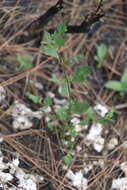 Image of small-leaf squarestem