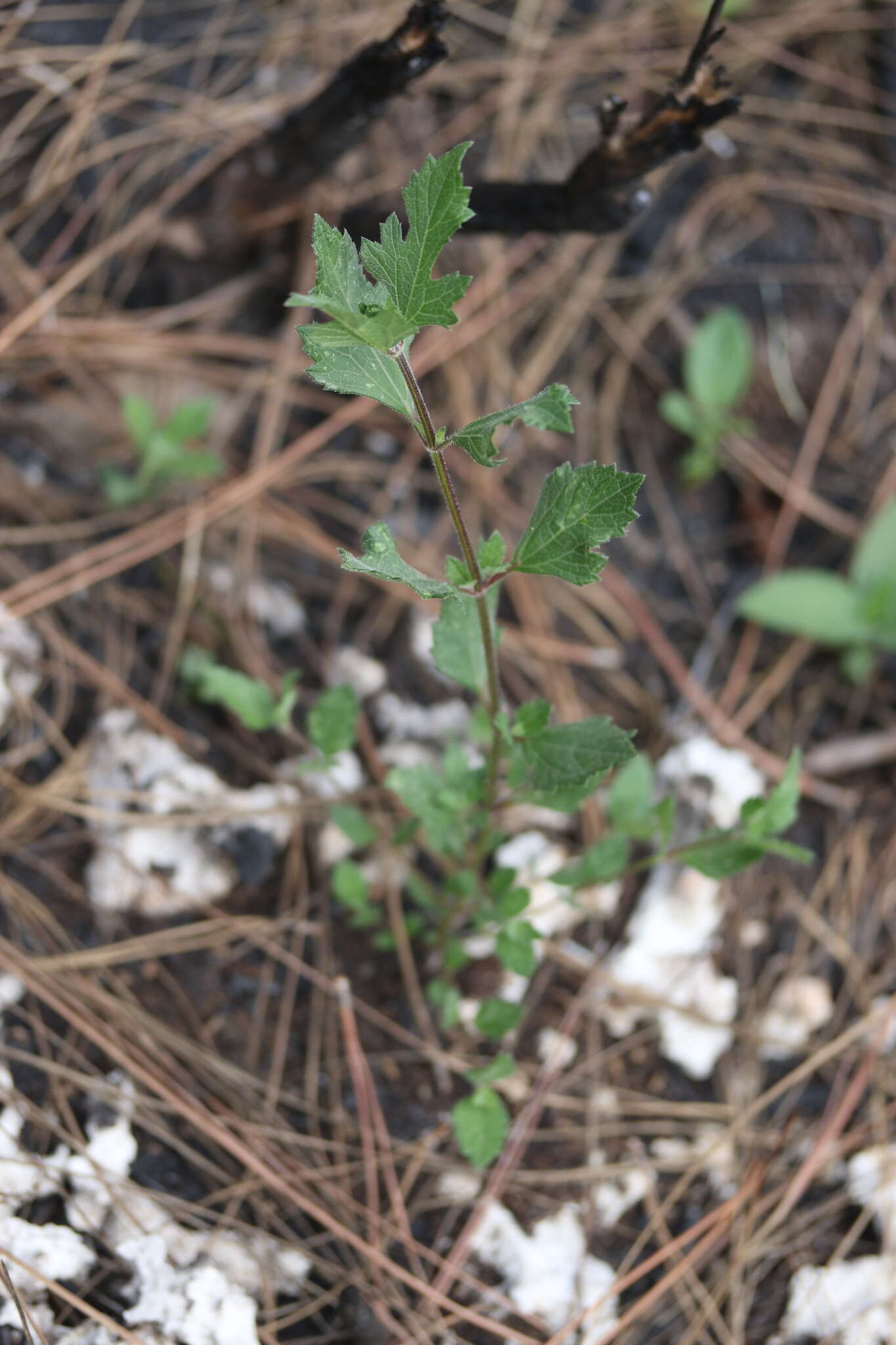 Image of small-leaf squarestem