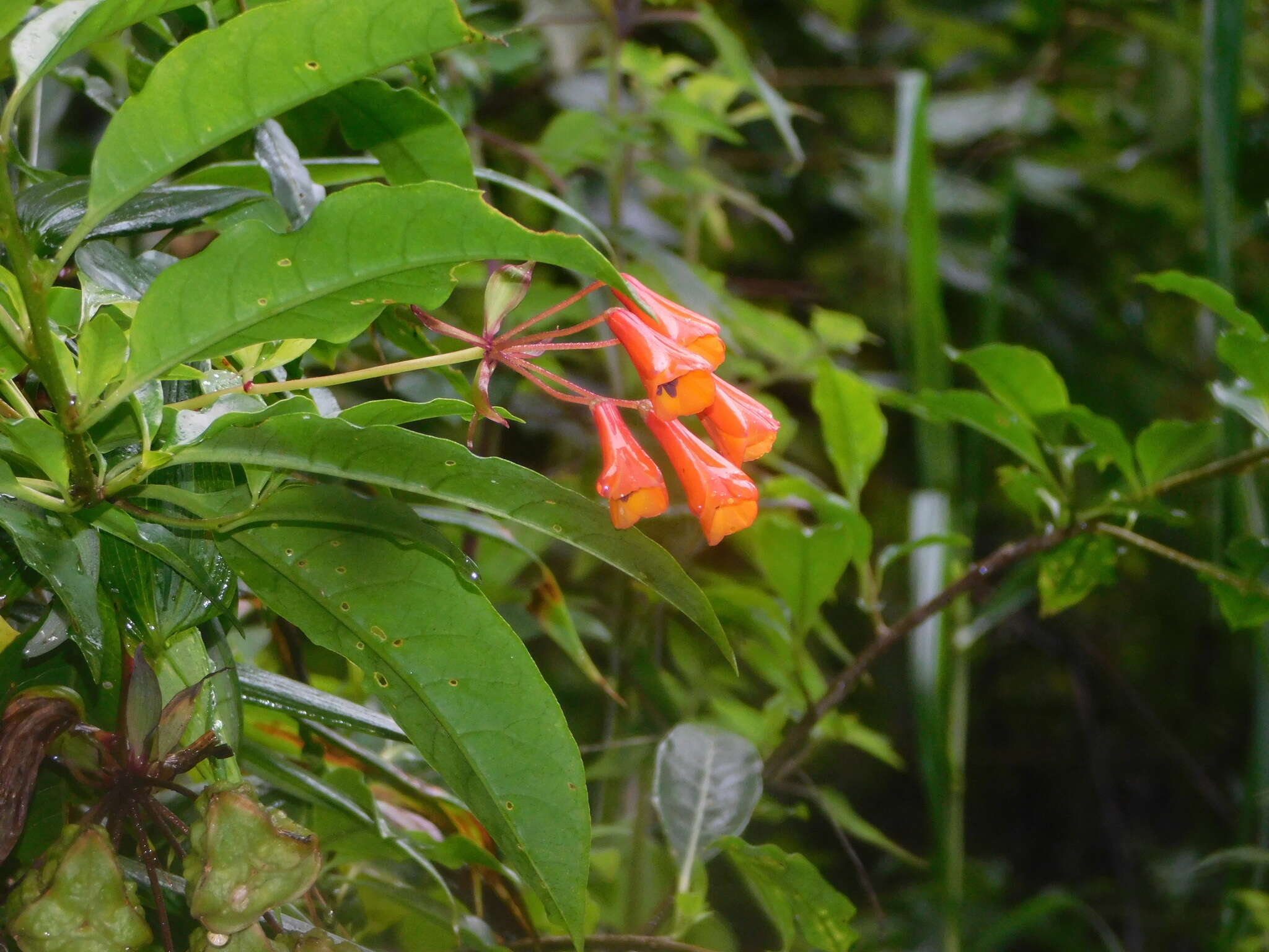 Image of Bomarea acutifolia (Link & Otto) Herb.