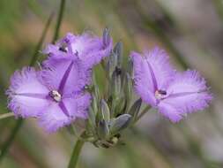 Слика од Thysanotus multiflorus R. Br.