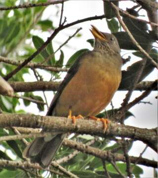 Image of Turdus olivaceus pondoensis Reichenow 1917