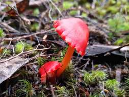 Image of Hygrocybe firma (Berk. & Broome) Singer 1958