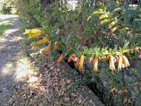 Image of Cigarette bush