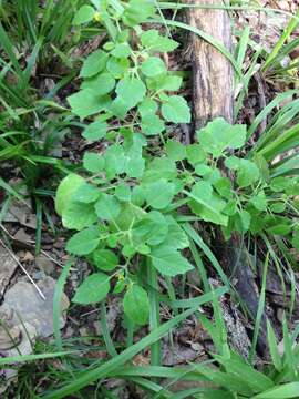 Physalis missouriensis Mackenzie & Bush的圖片