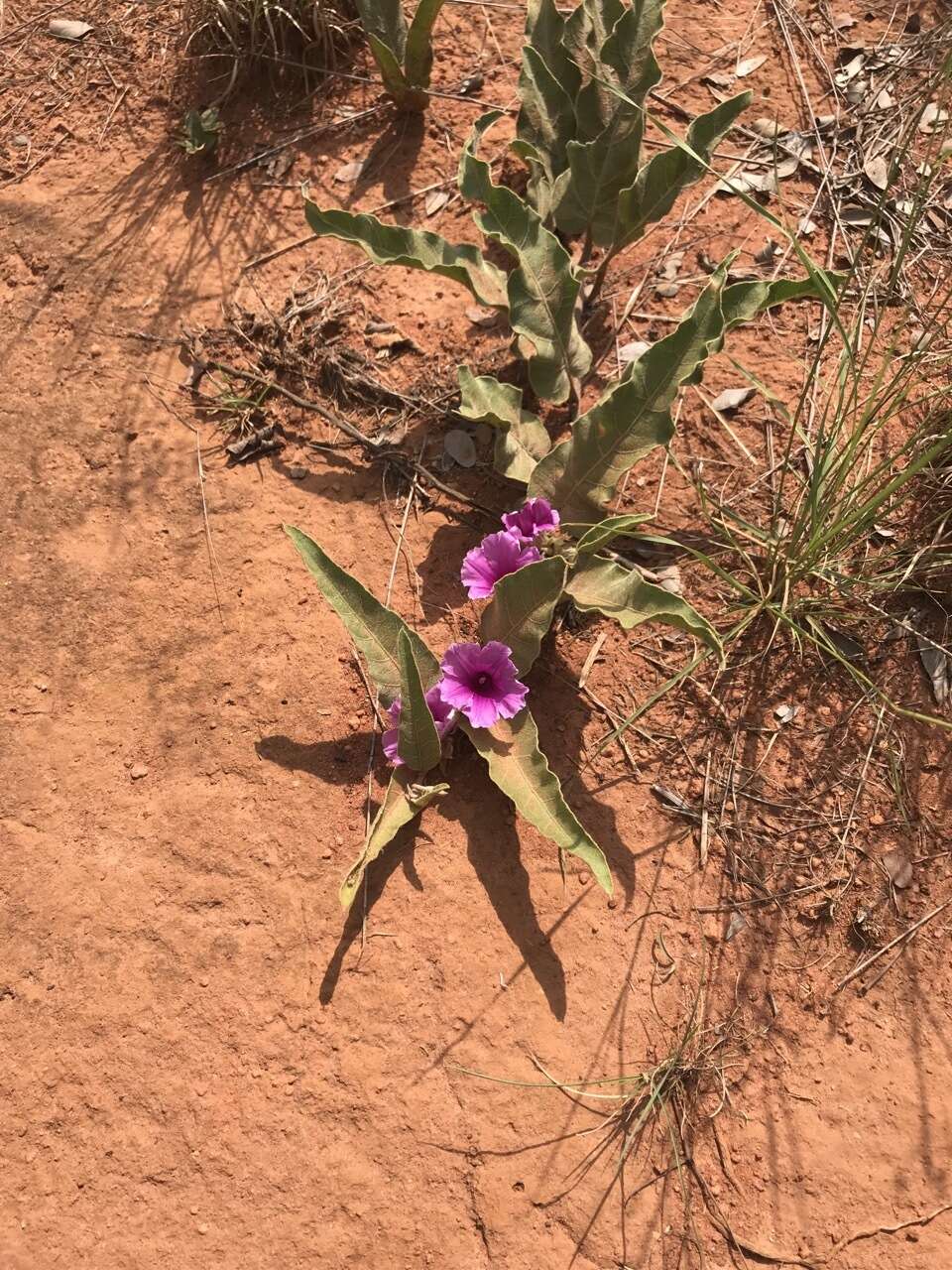 Image of Ipomoea ommanneyi Rendle