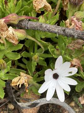 Image of Gordon's Bay Daisy