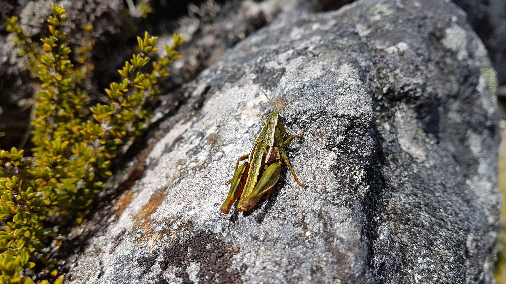 Слика од Alpinacris crassicauda Bigelow 1967