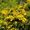 Plancia ëd Barklya syringifolia F. Muell.