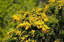 Plancia ëd Barklya syringifolia F. Muell.