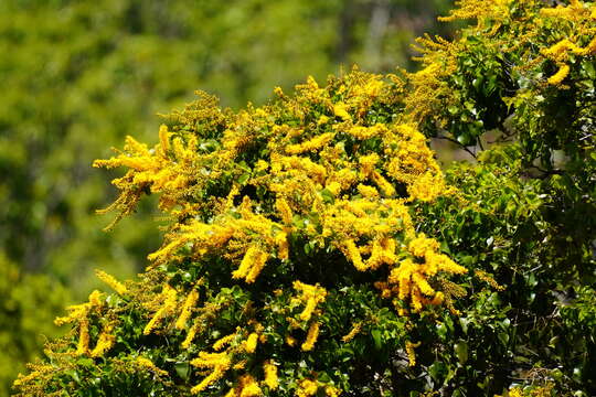 صورة Barklya syringifolia F. Muell.