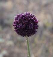 Image of broadleaf wild leek